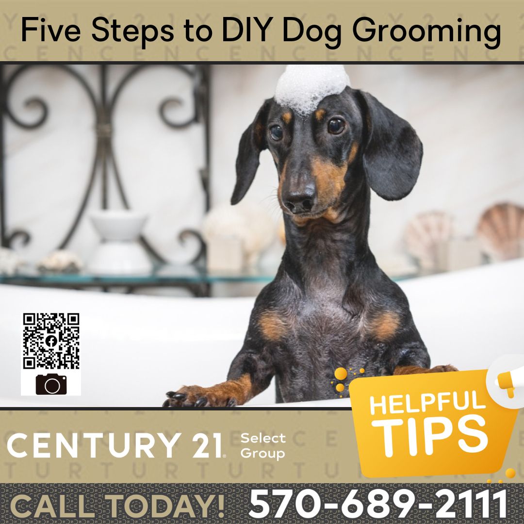 Steps to clearance grooming a dog